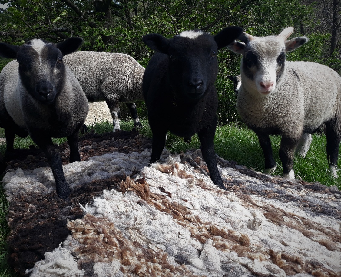 Shetland Sheep Fleeces & Rugs for sale image 1