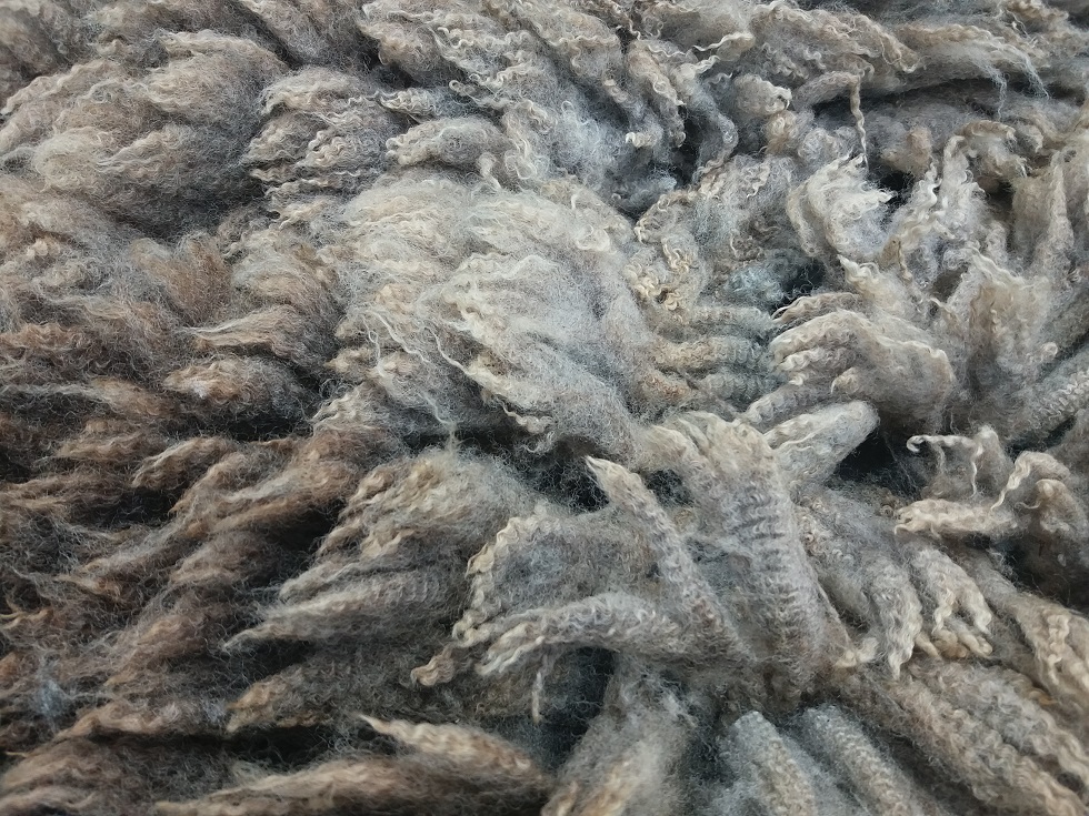 Shetland Sheep Fleeces & Rugs for sale image 2