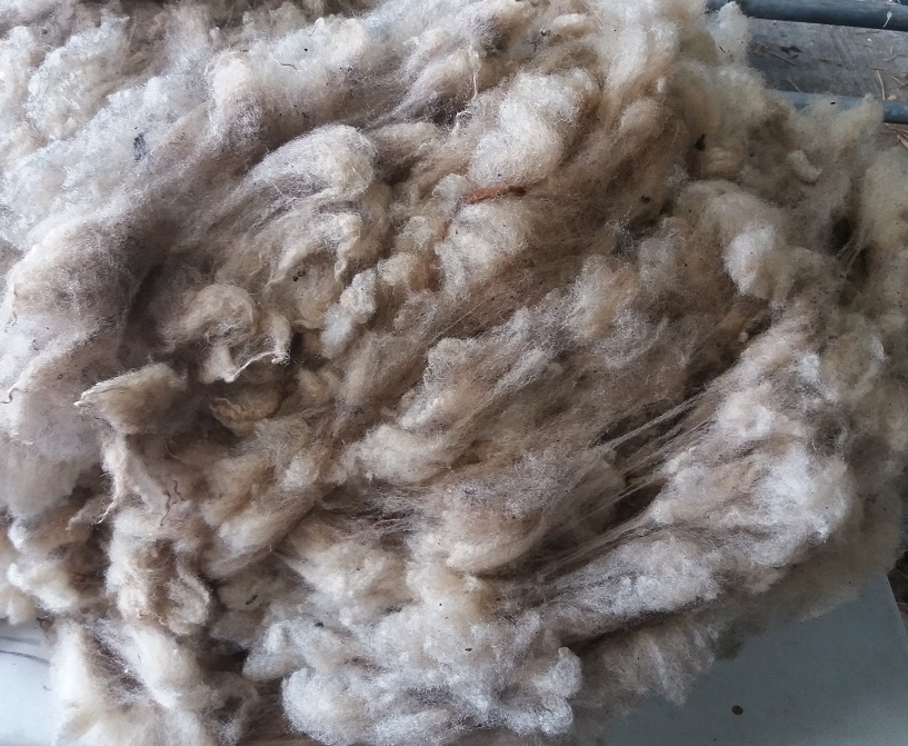 Shetland Sheep Fleeces & Rugs for sale image 3