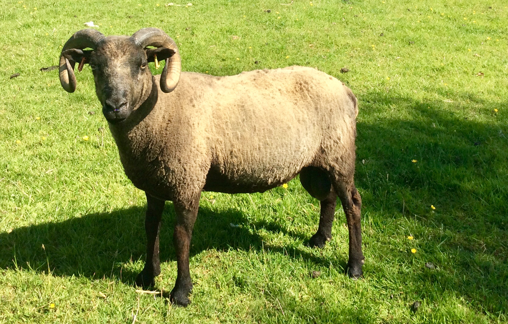 Shetland Ram image 1