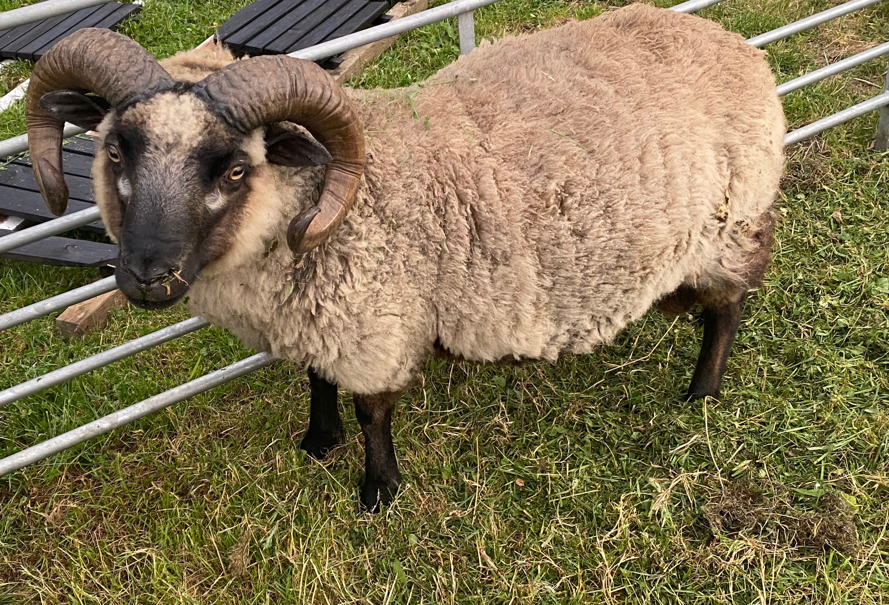 Pedigree Registered Ram