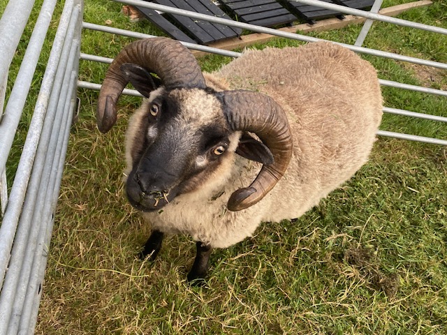 Pedigree Registered Ram image 2