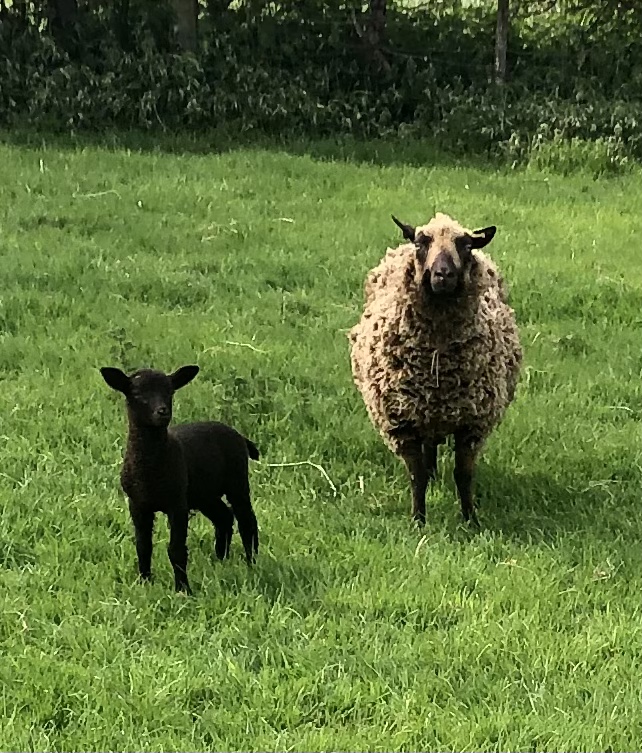 For Sale Ewes With Lambs at Foot image 2