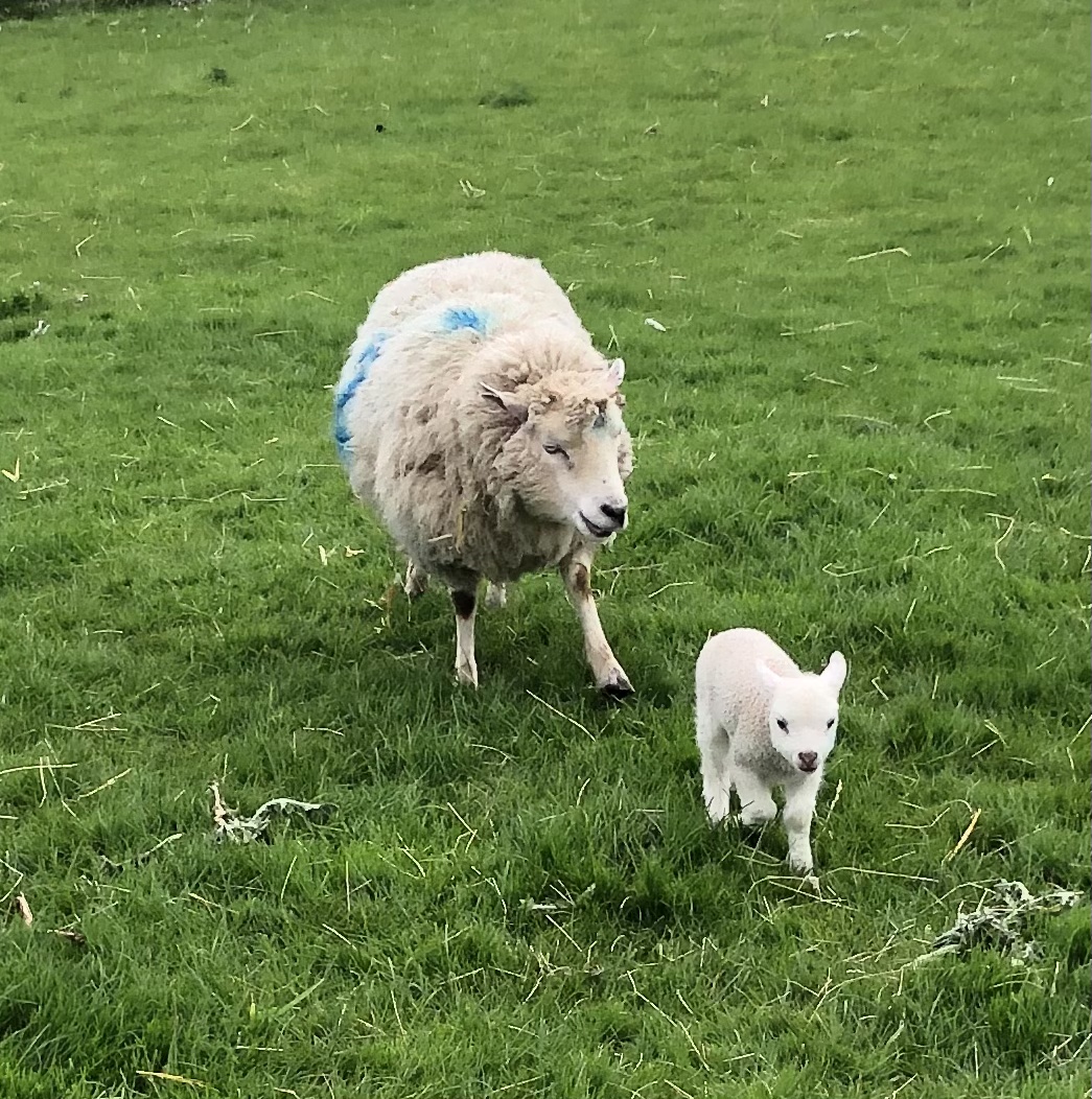 For Sale Ewes With Lambs at Foot image 3