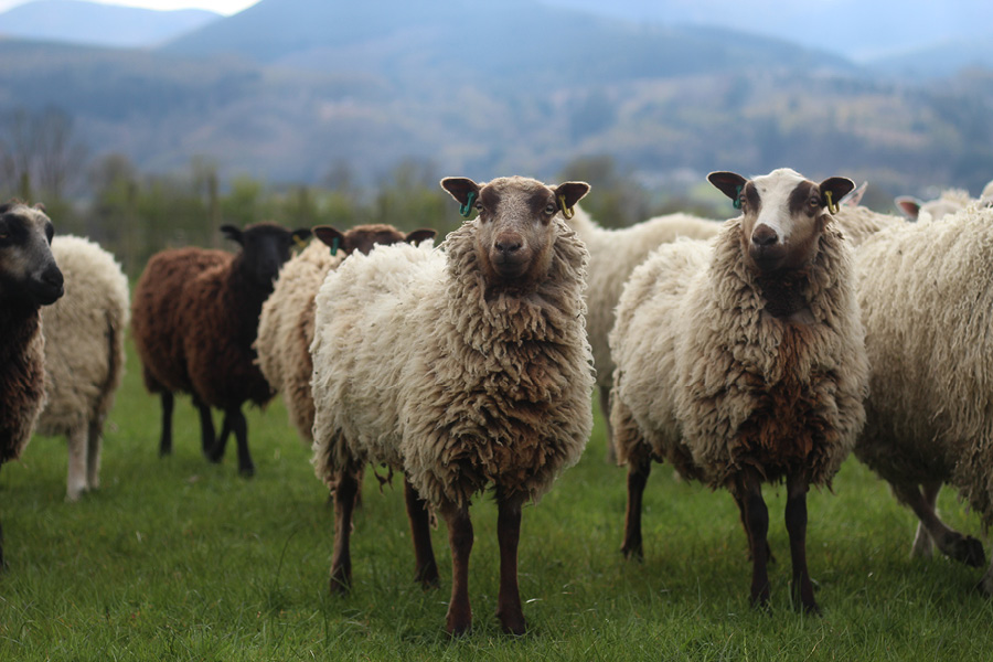 Derwent Flock image 2