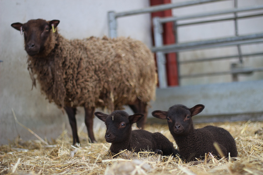 Derwent Flock image 3