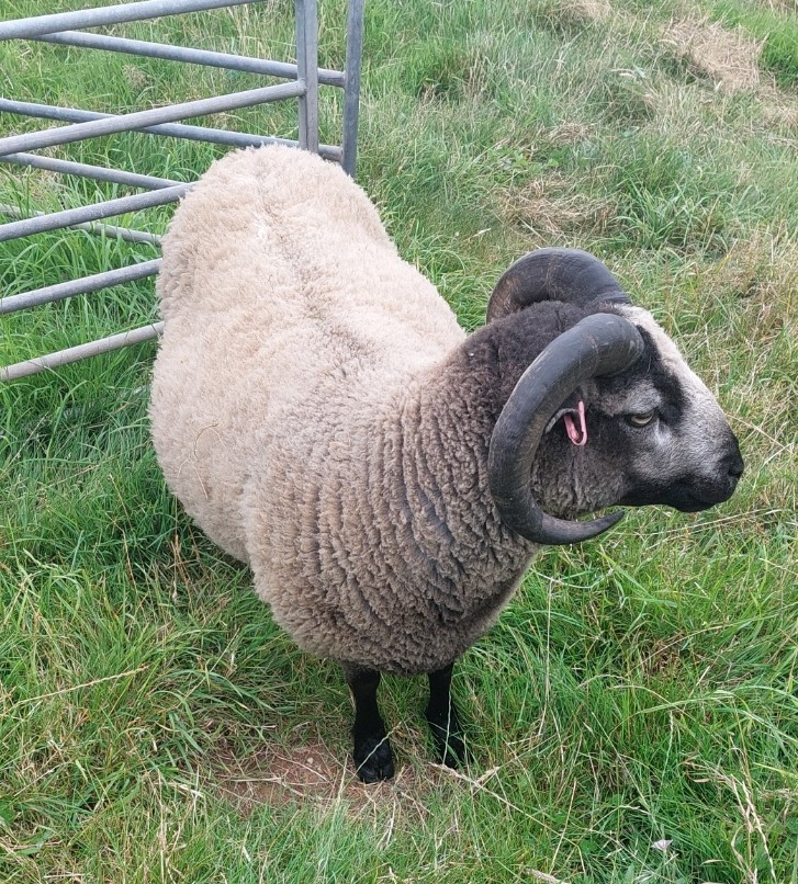 APPROVED SHEARLING RAM FOR SALE image 2