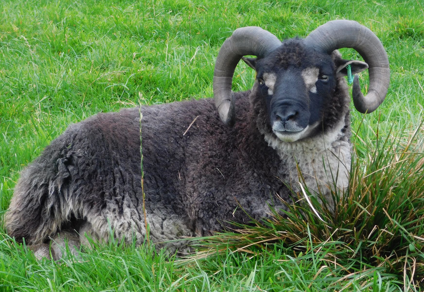 Black Gulmoget tups available image 2