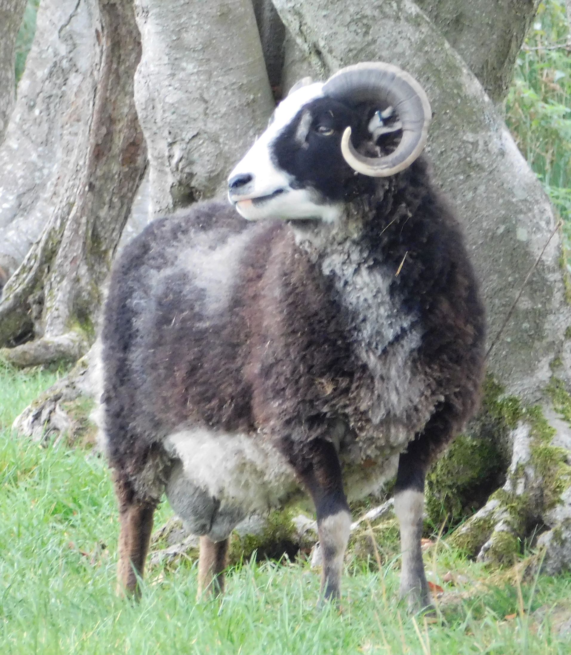 Black Gulmoget tups available image 3