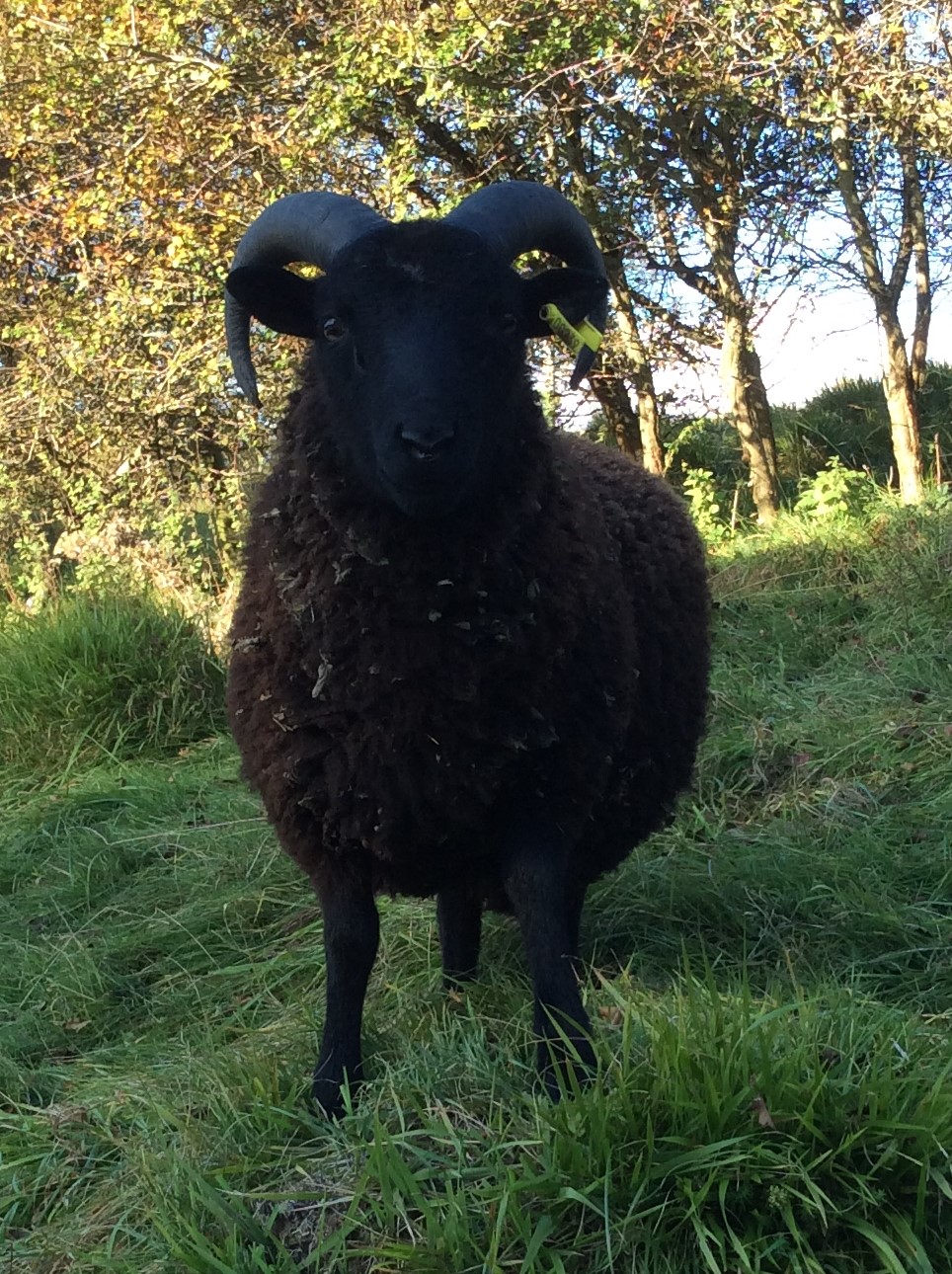 Shetland Ram Lambs image 1