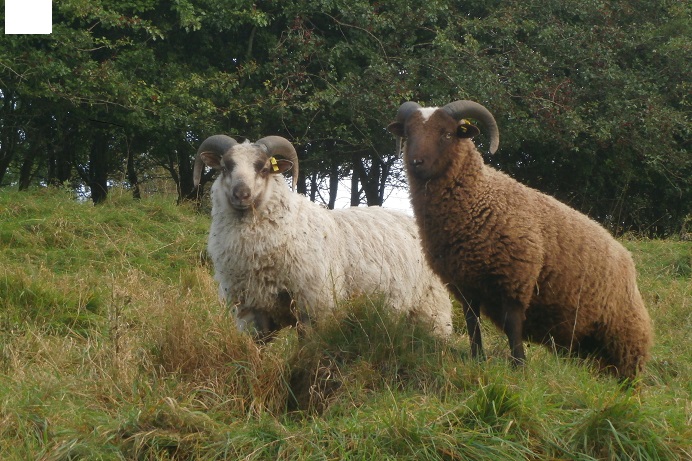 Shetland Ram Lambs image 2