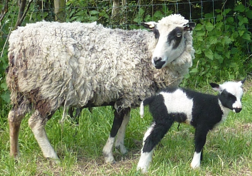 Ewes for sale image 1