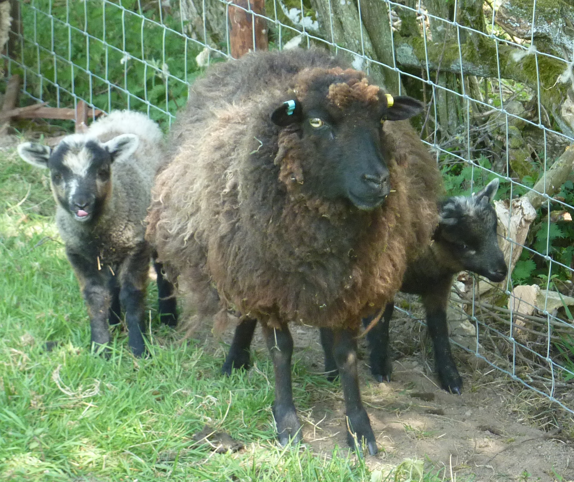 Ewes for sale Shetland Sheep Society