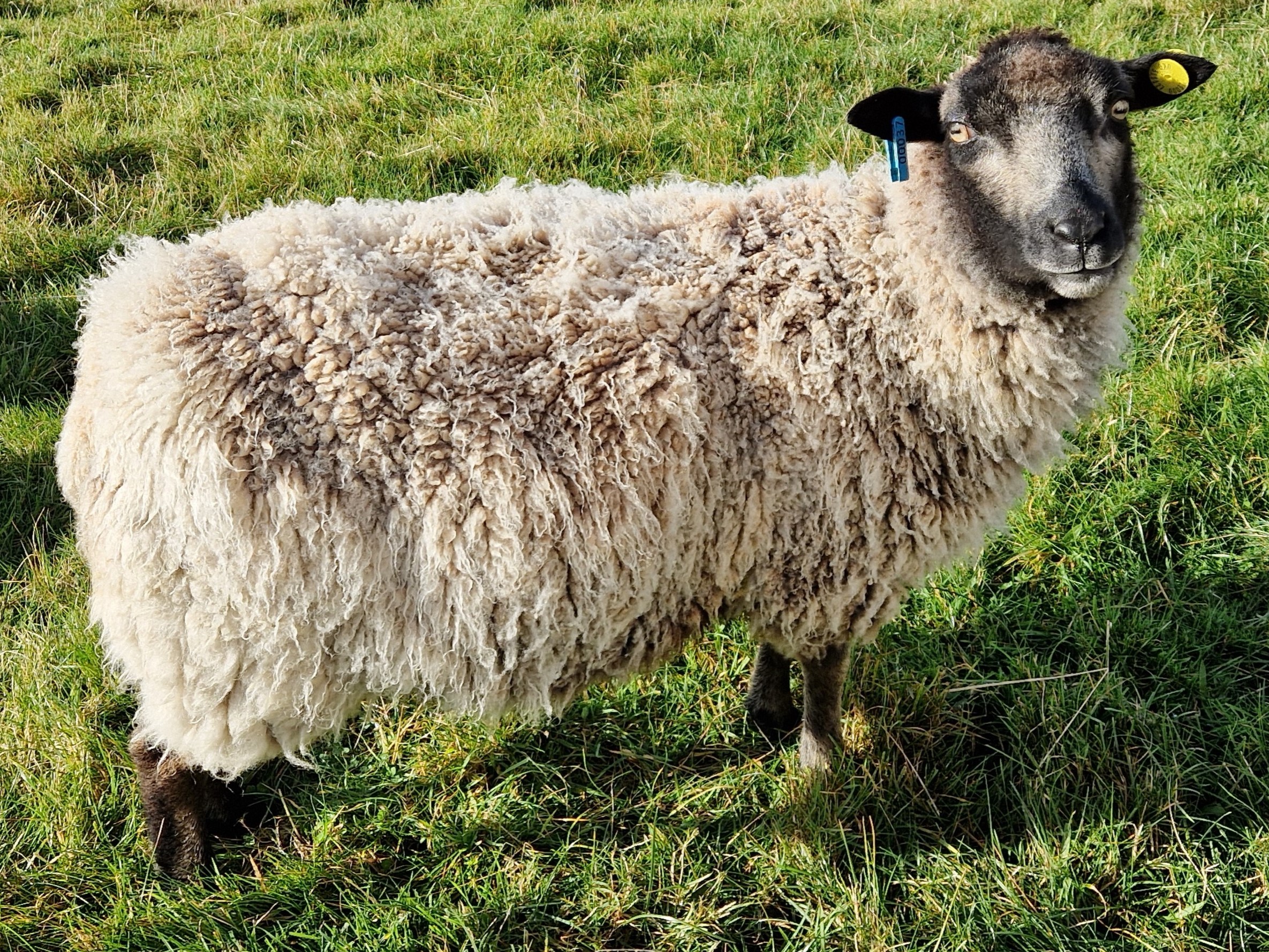 Gimmers for sale in the West Highlands