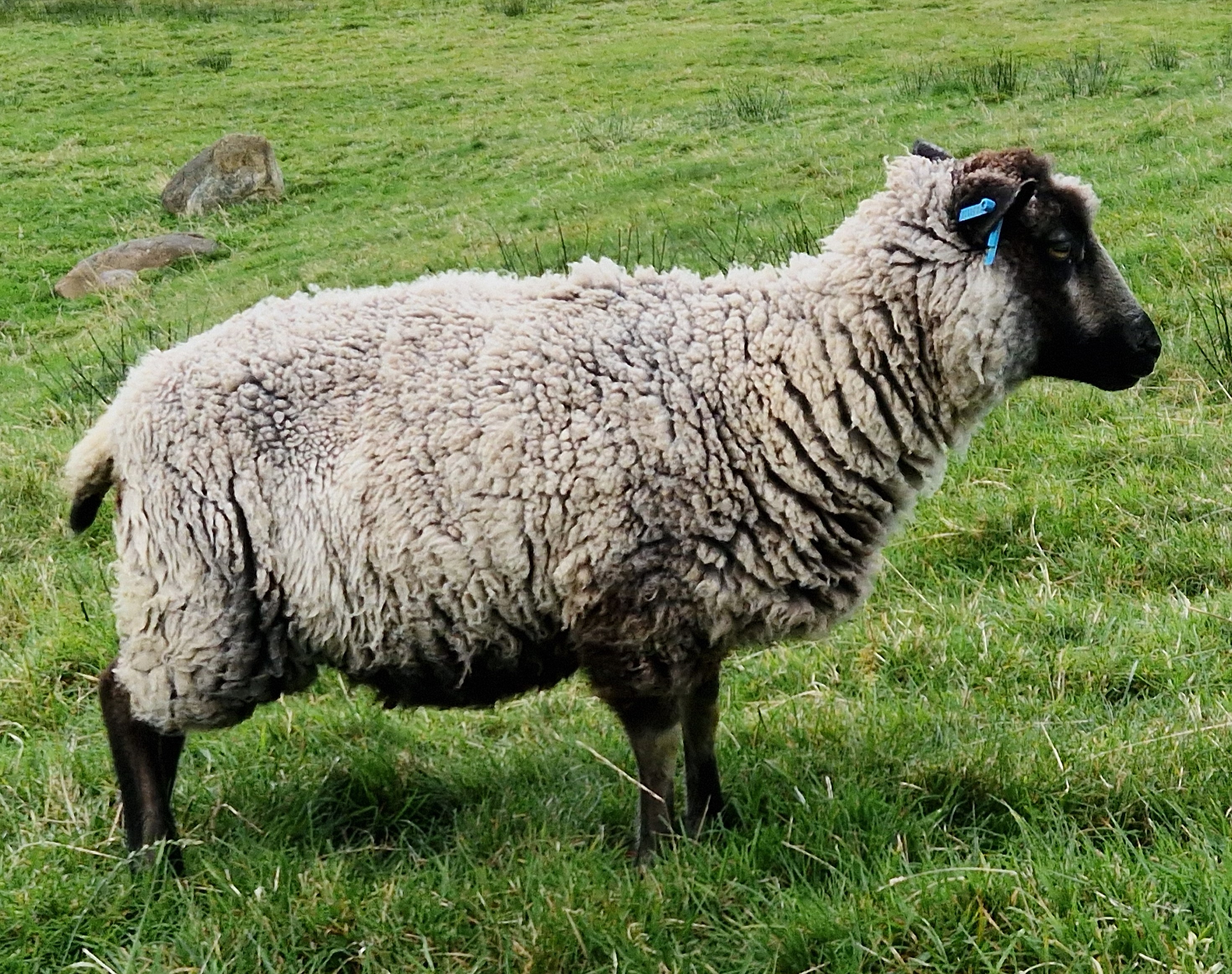 Gimmers for sale in the West Highlands image 2