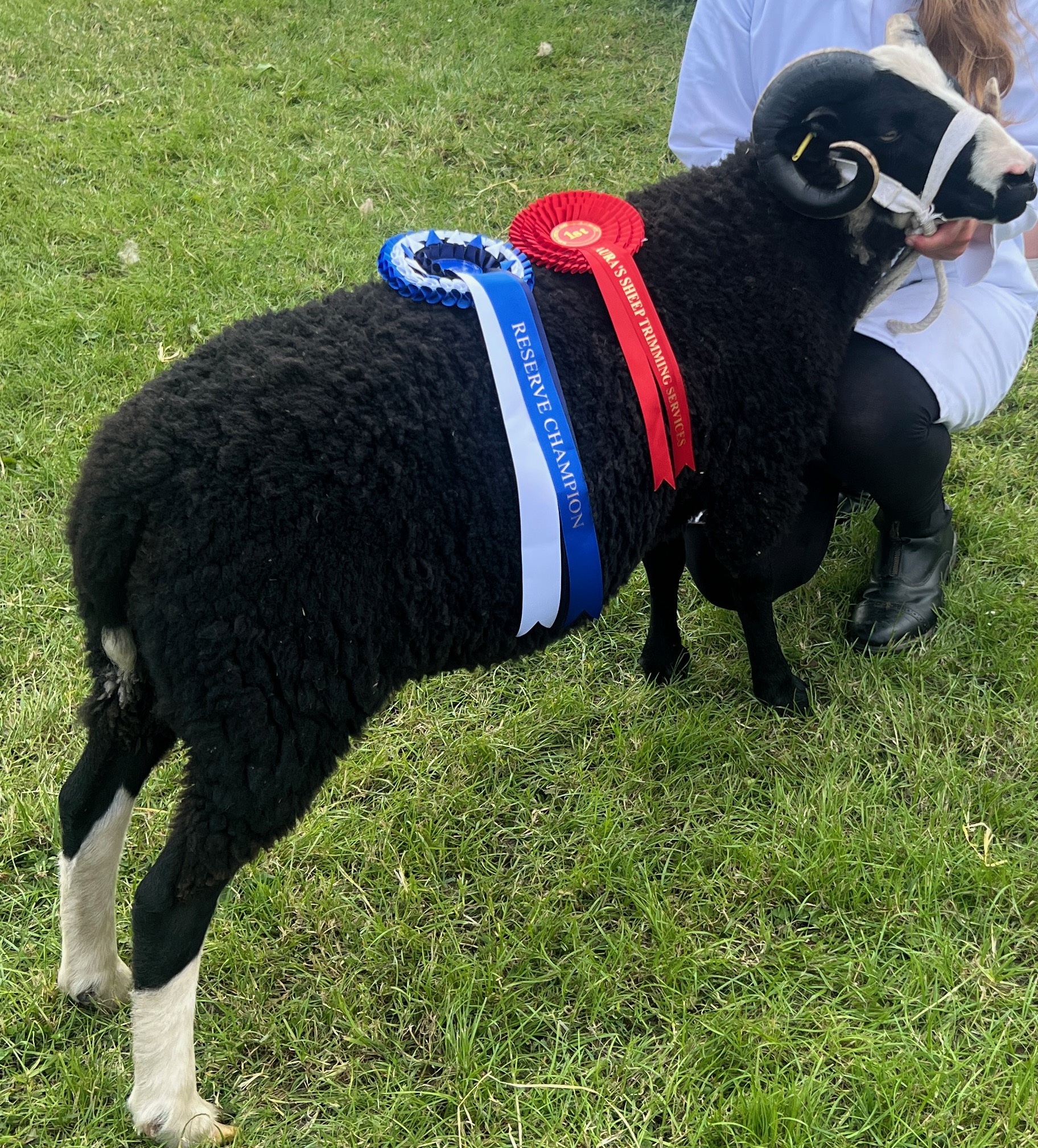 Annaryn Rams and Ram Lambs Available image 3