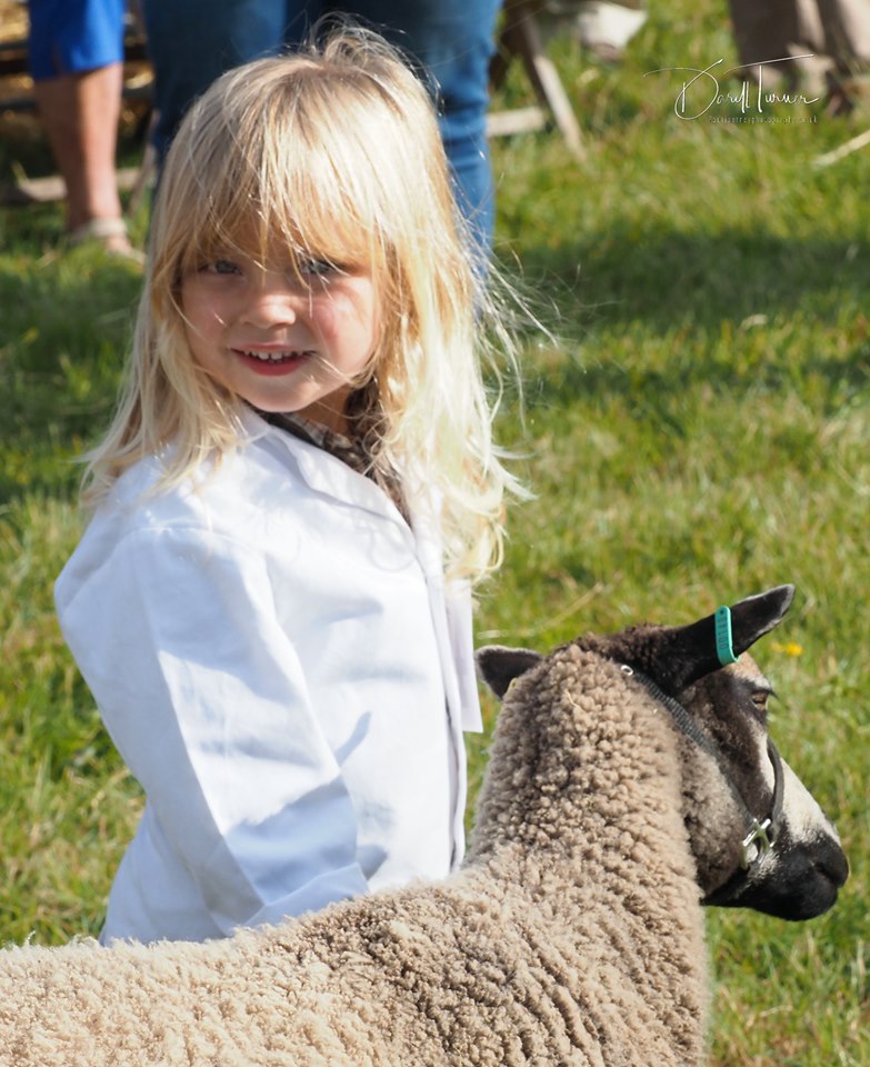 Mallows Flock of Grey Katmoget Shetland Sheep image 2