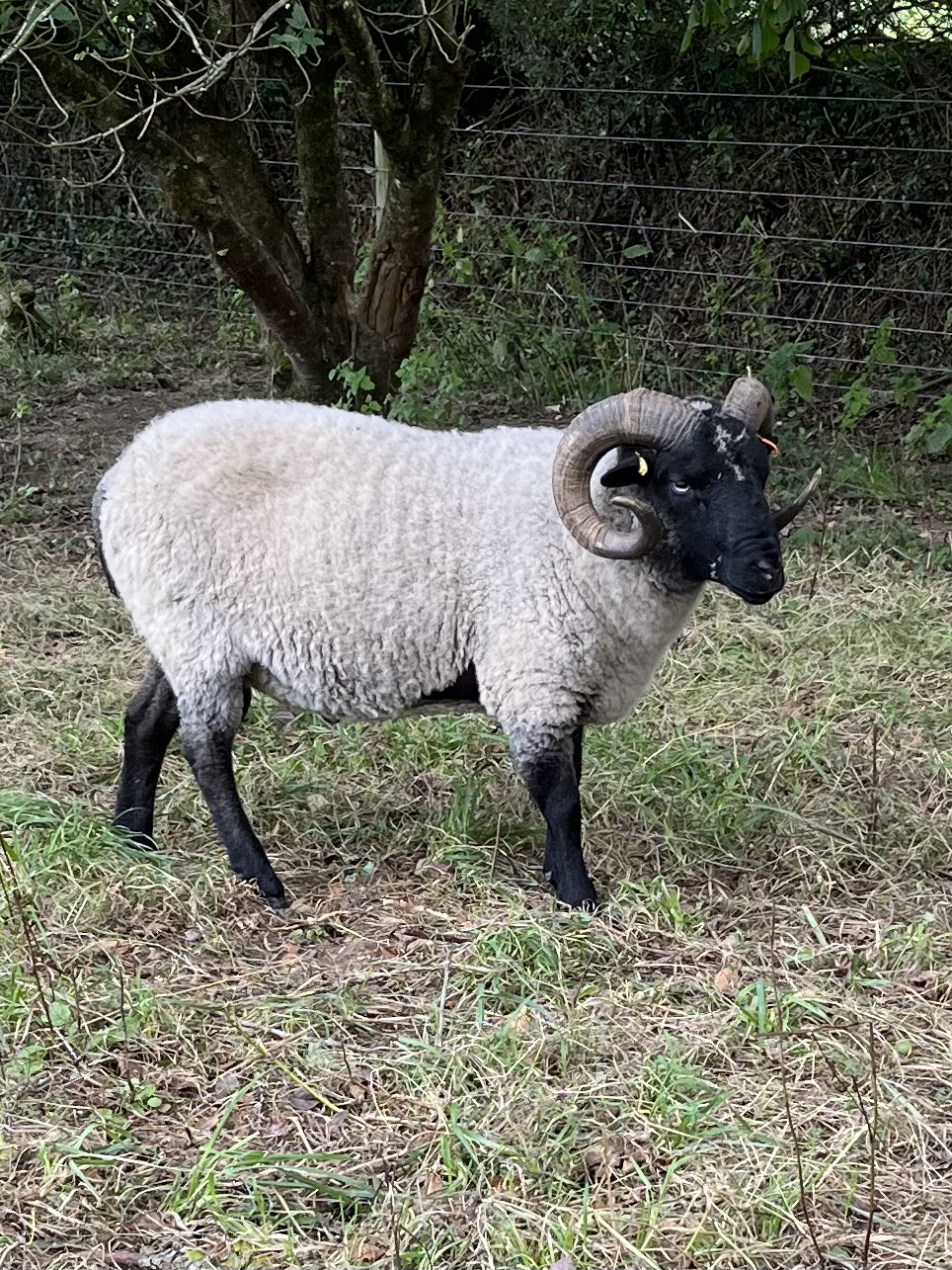 Shetland Tups for sale or Hire image 1