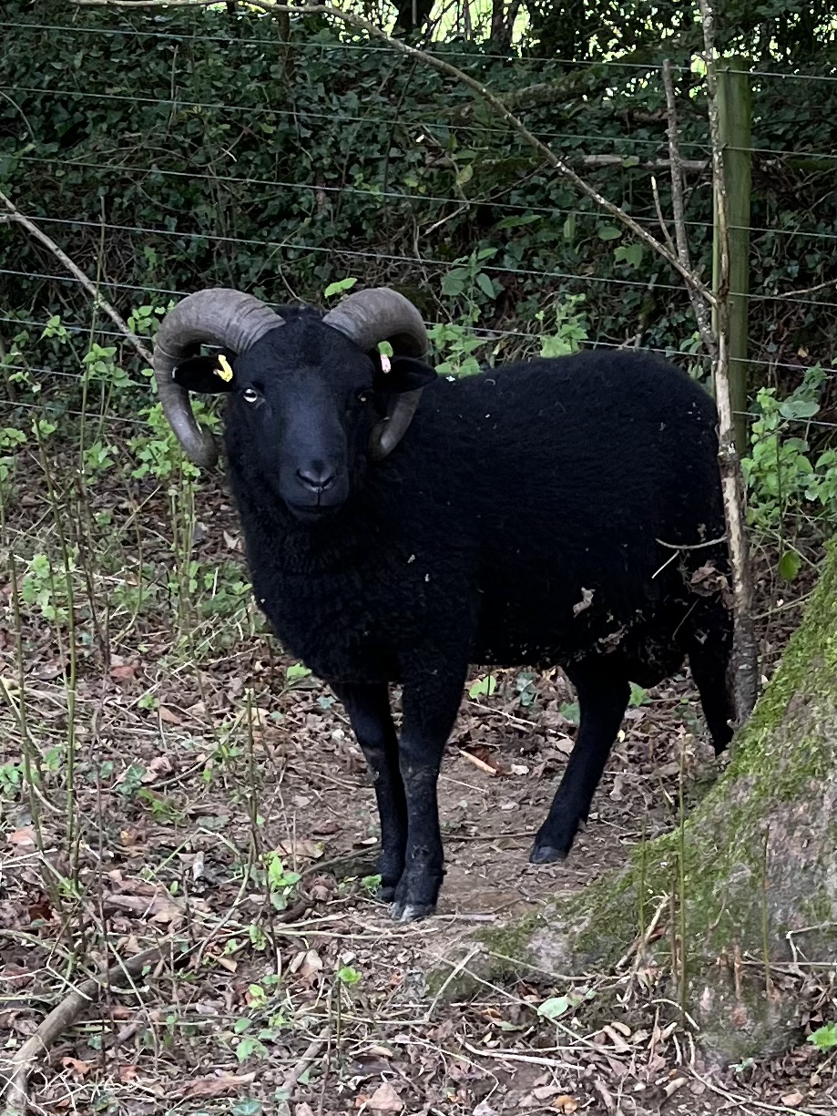 Shetland Tups for sale or Hire image 2