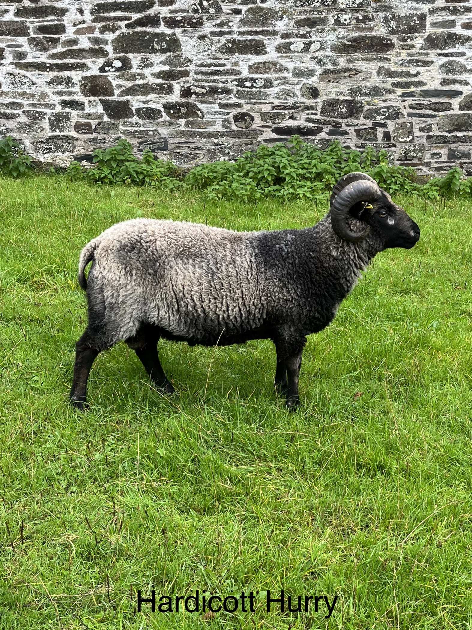 Shetland Tups for sale or Hire image 3