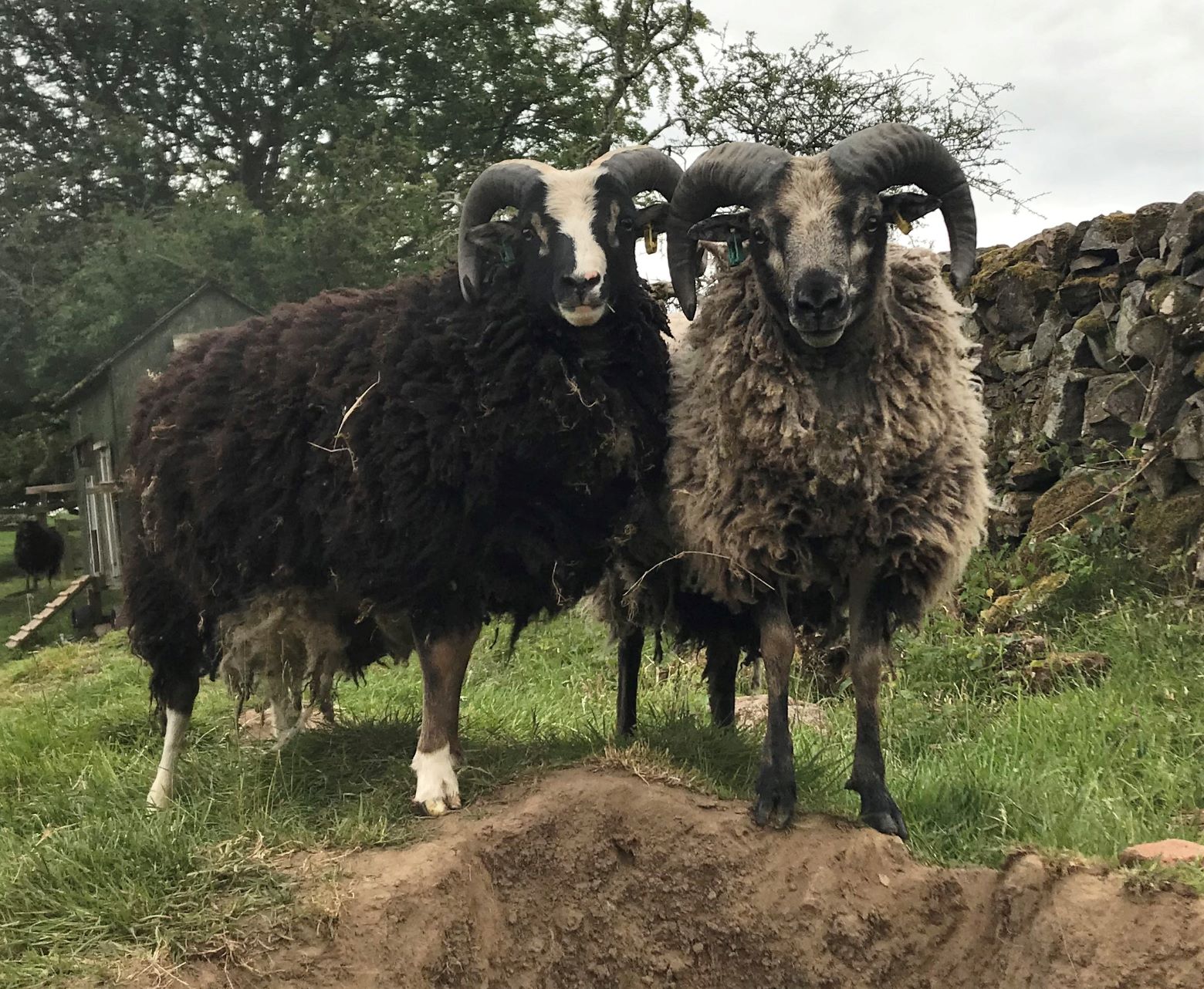 2 Registered Tups for sale image 1