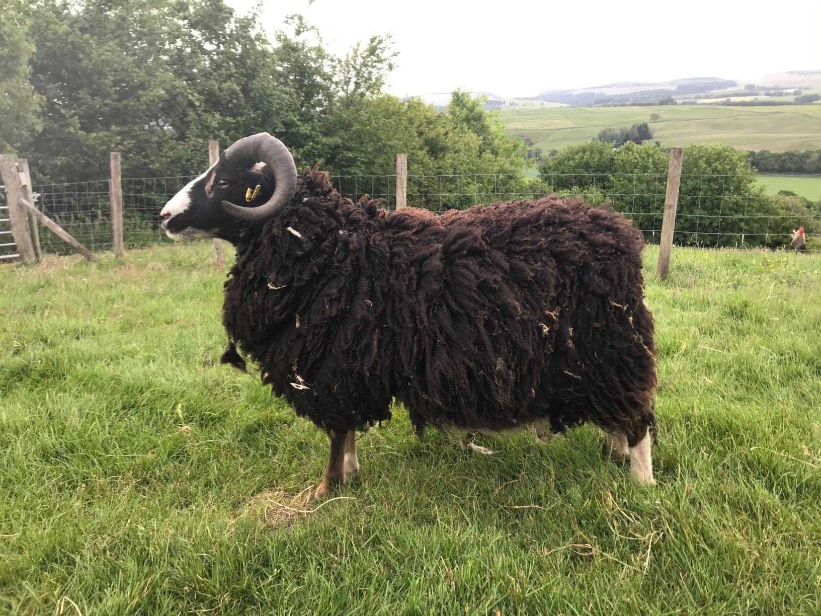 2 Registered Tups for sale image 3