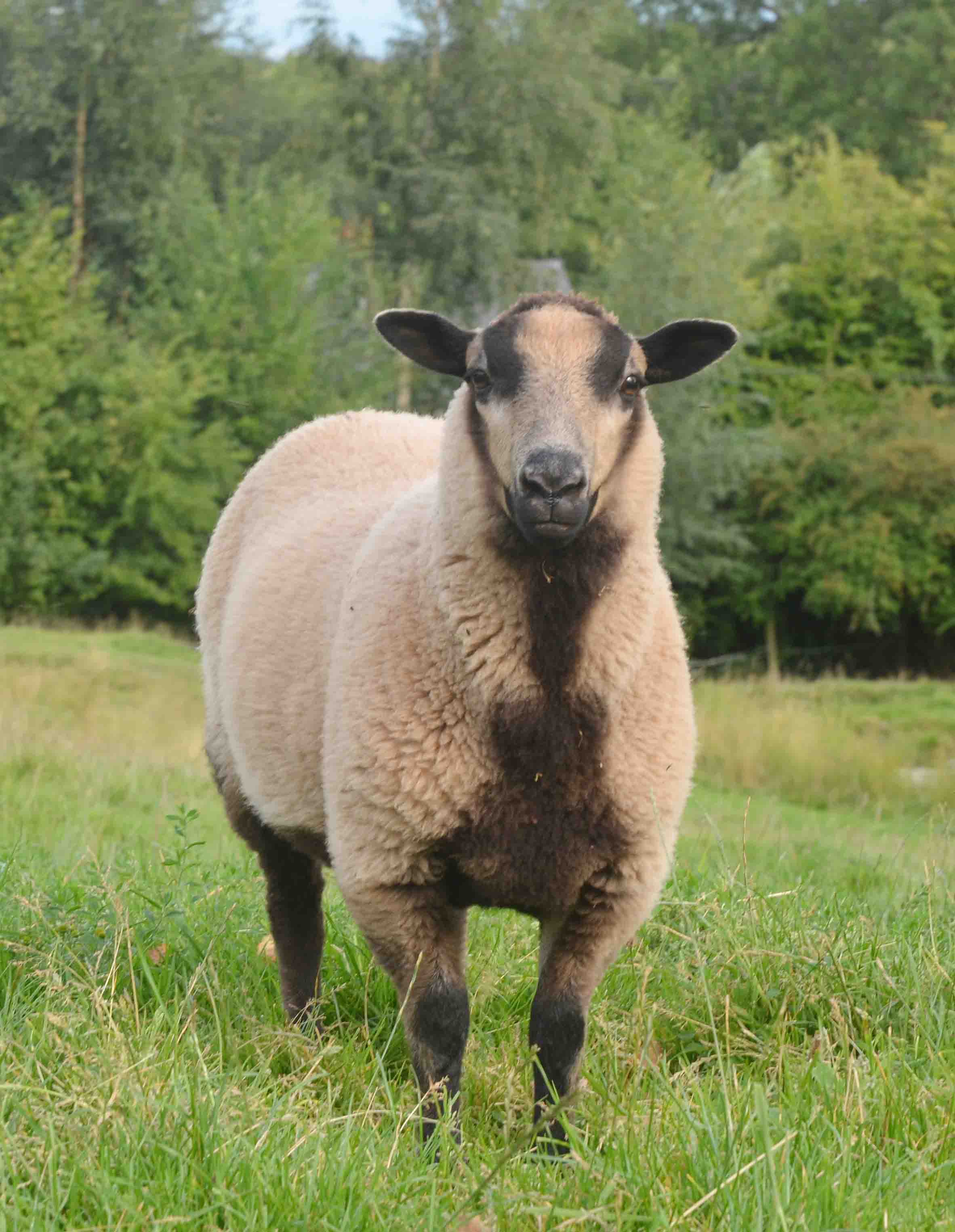 Katmoget ewe lambs for sale image 1