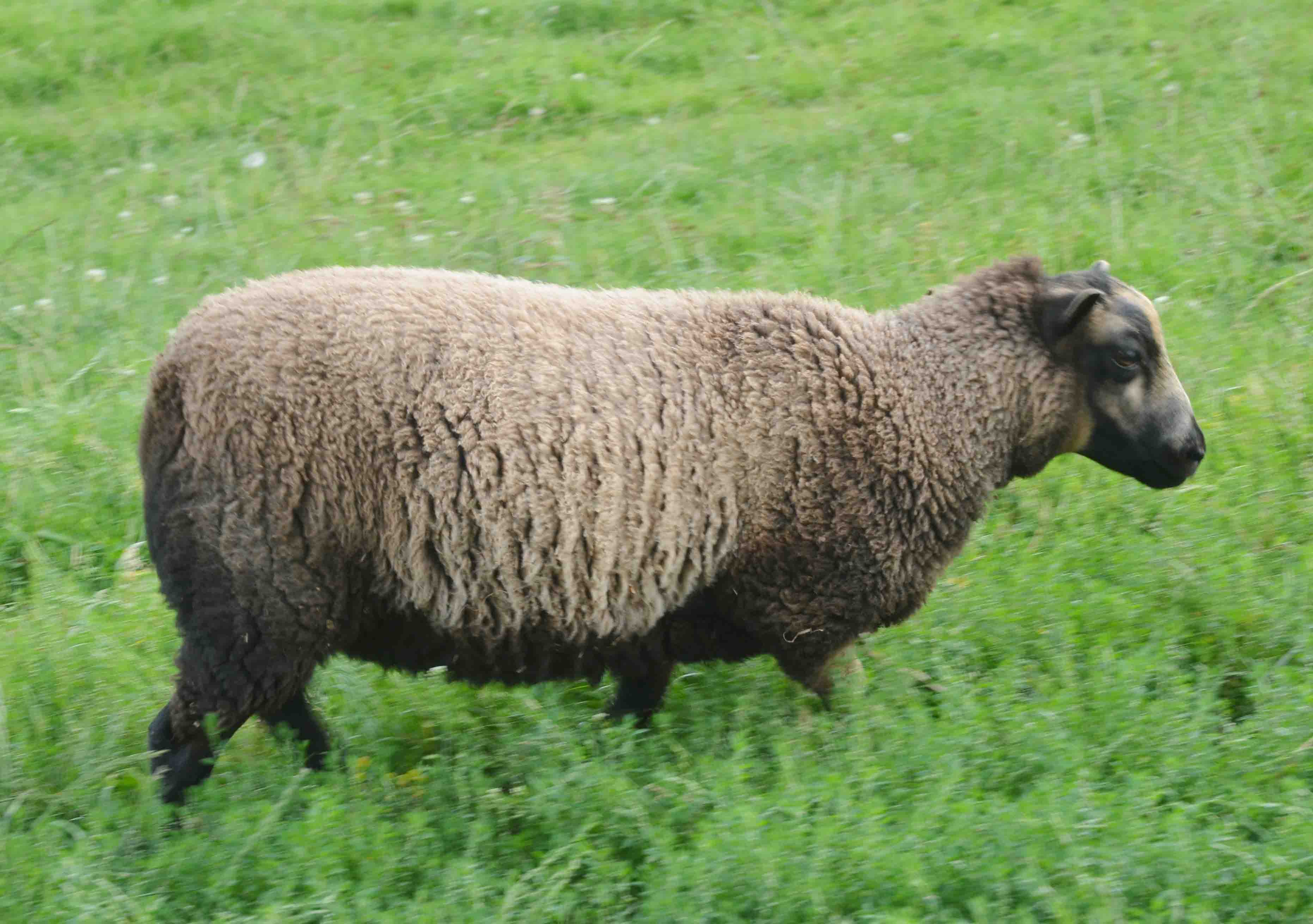 Katmoget ewe lambs for sale image 2