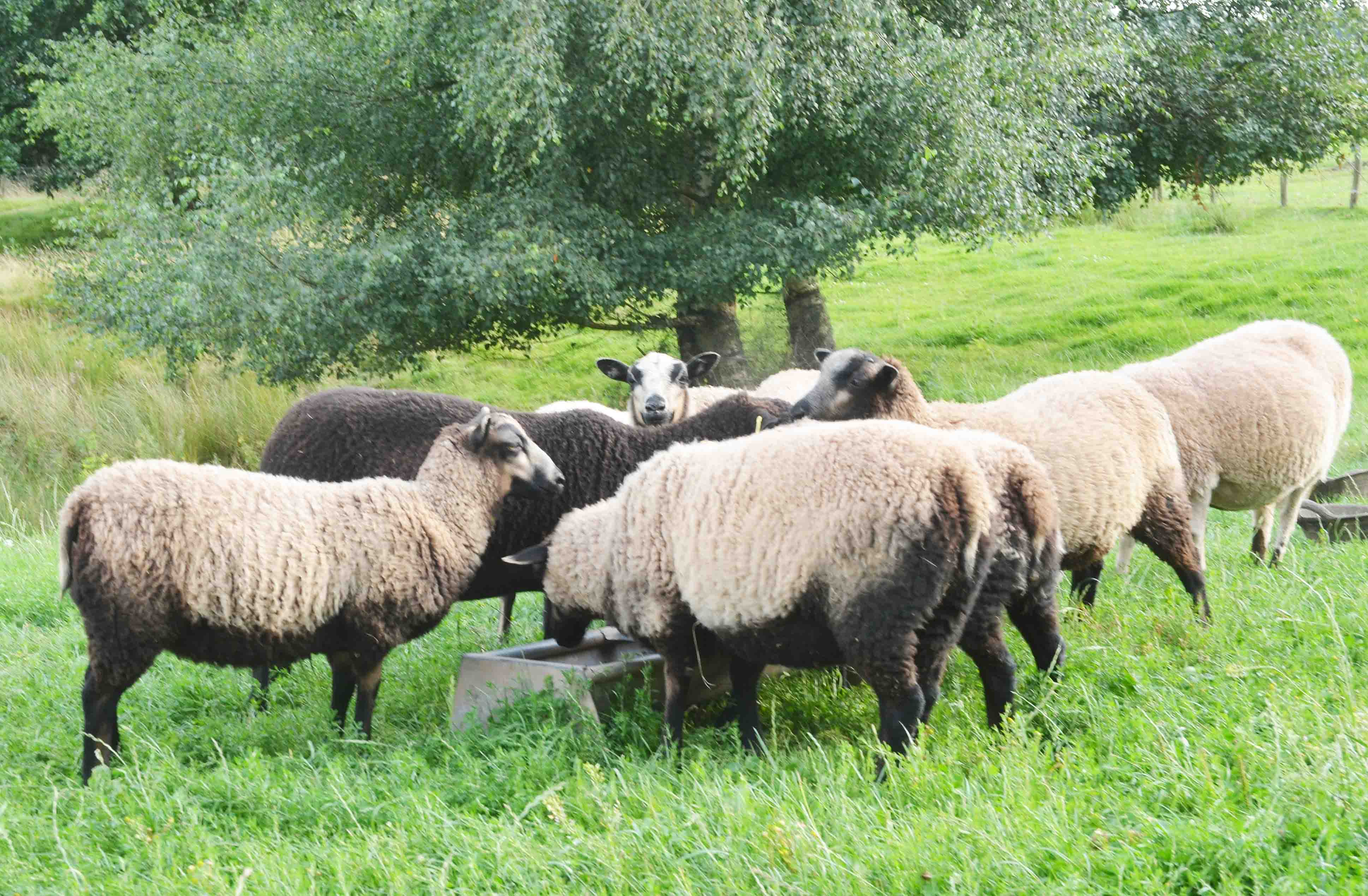 Katmoget ewe lambs for sale image 3