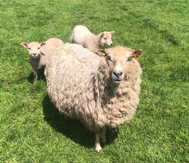 For Sale.  Ewes with lambs at foot. image 1