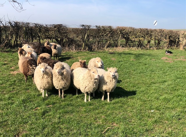 For Sale.  Ewes with lambs at foot. image 2