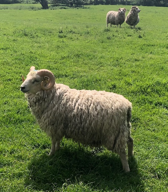 For Sale.  Ewes with lambs at foot. image 3