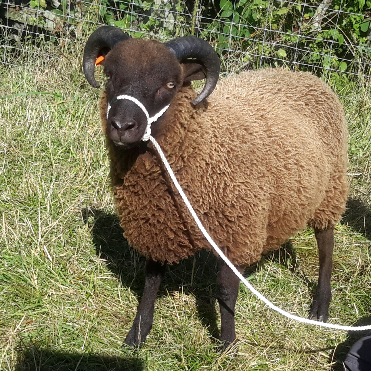 Ram and Ewe lambs for sale image 1