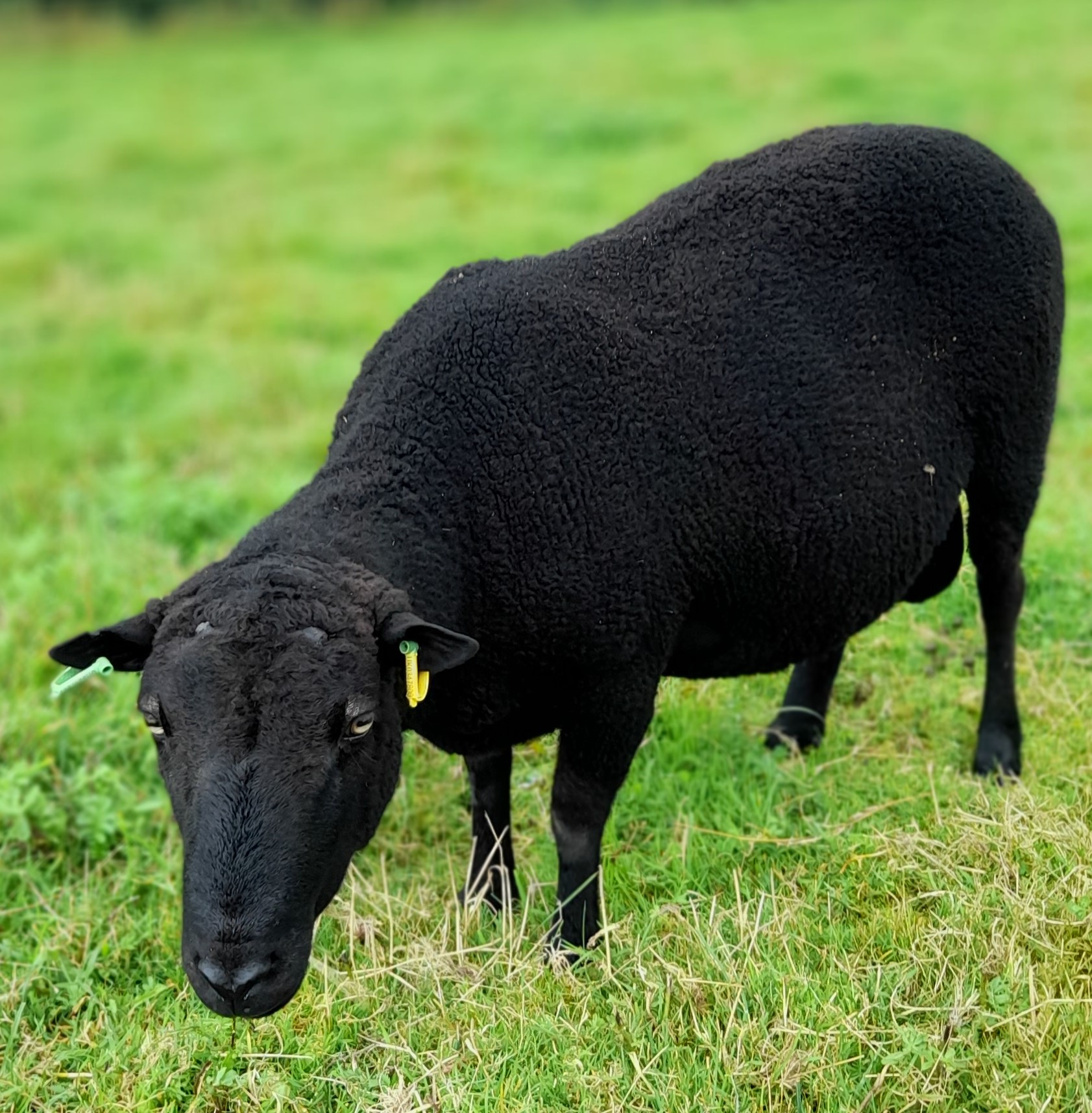 POLLED BLACK RAM image 1