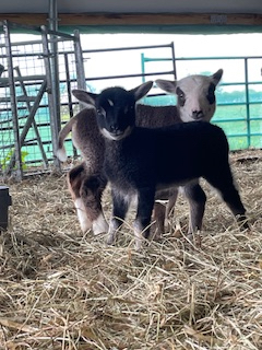 Annaryn Shetland Sheep image 2