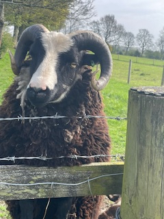 Annaryn Shetland Sheep image 3