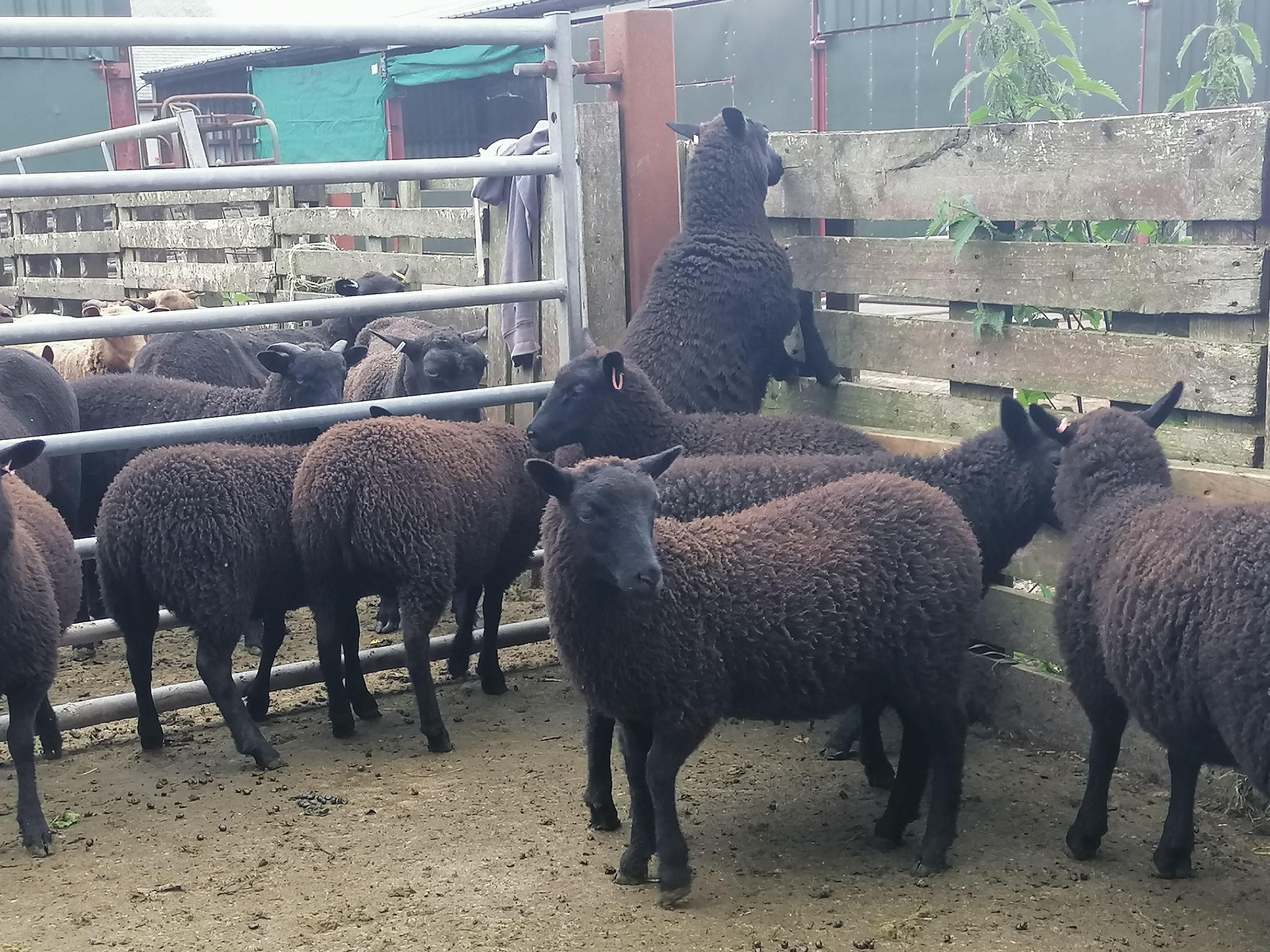 Muncaster Shetlands image 2