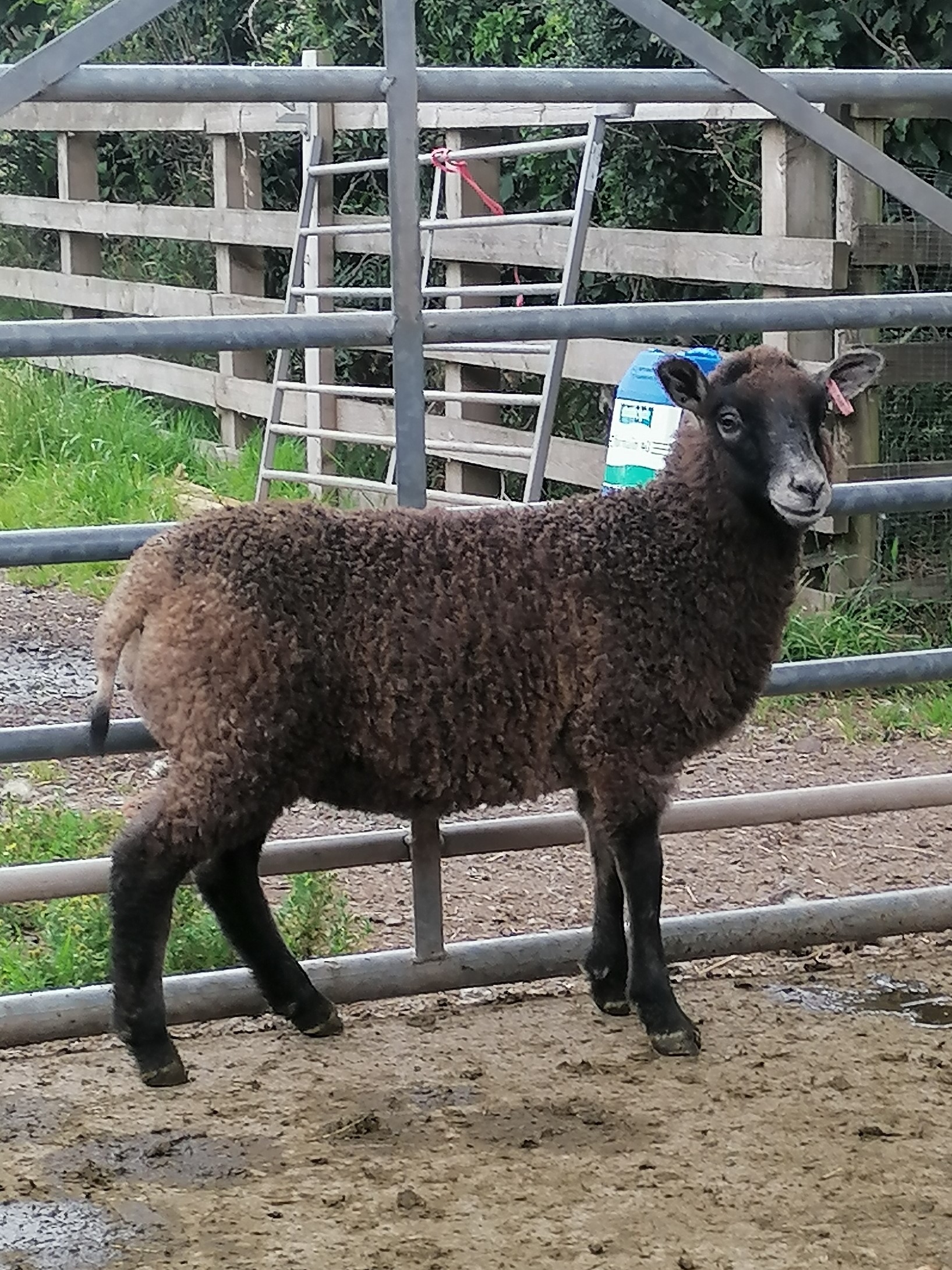 Muncaster Shetlands image 3