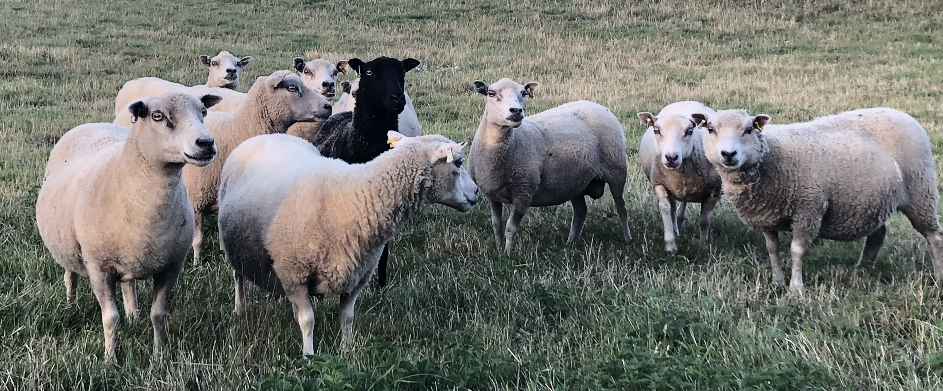 For Sale Ten Shetland Ewes image 1