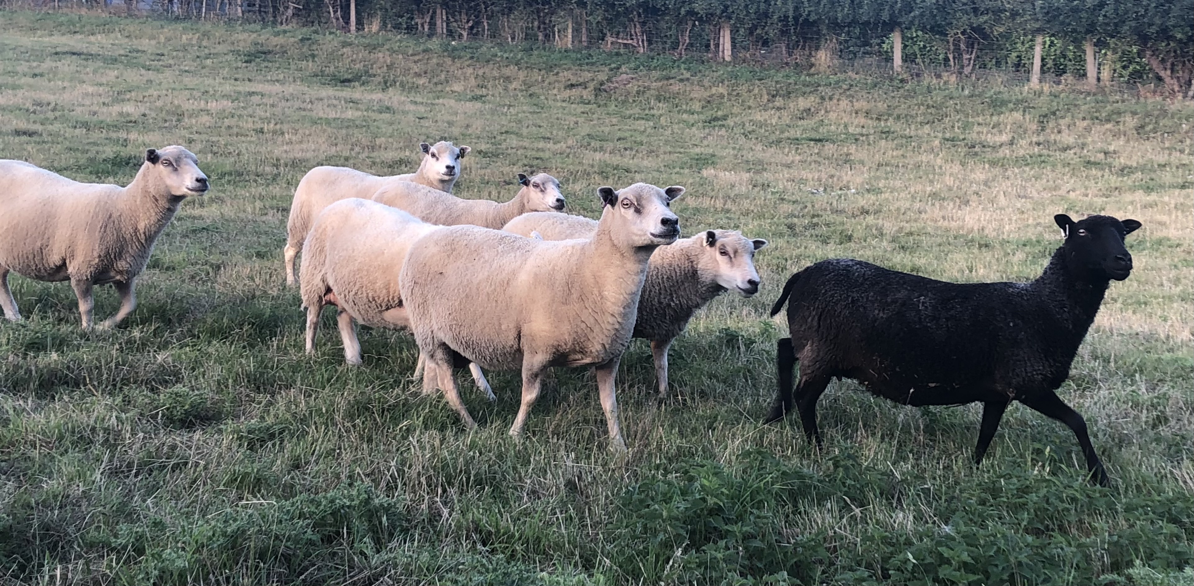 For Sale Ten Shetland Ewes image 2