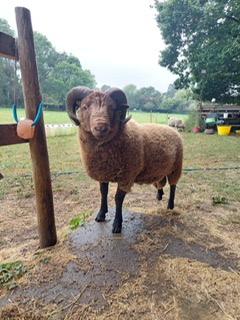 Moorit Ram for sale image 1