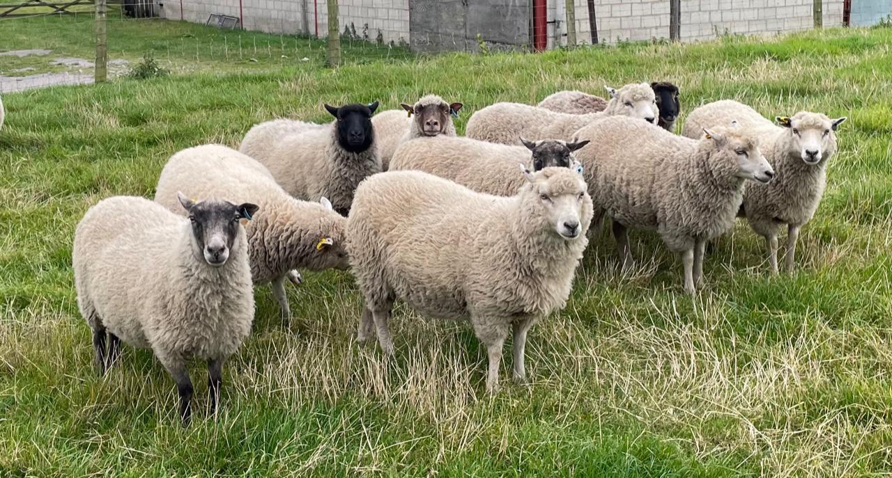 For sale a range of gimmer shearlings image 1