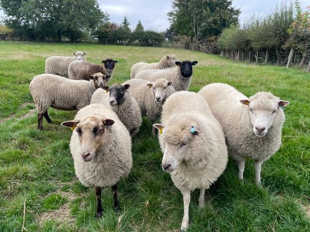 For sale a range of gimmer shearlings image 2