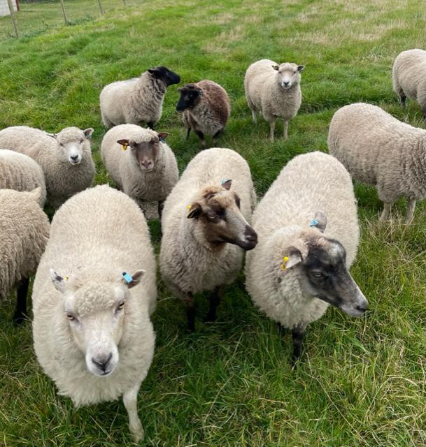 For sale a range of gimmer shearlings image 3