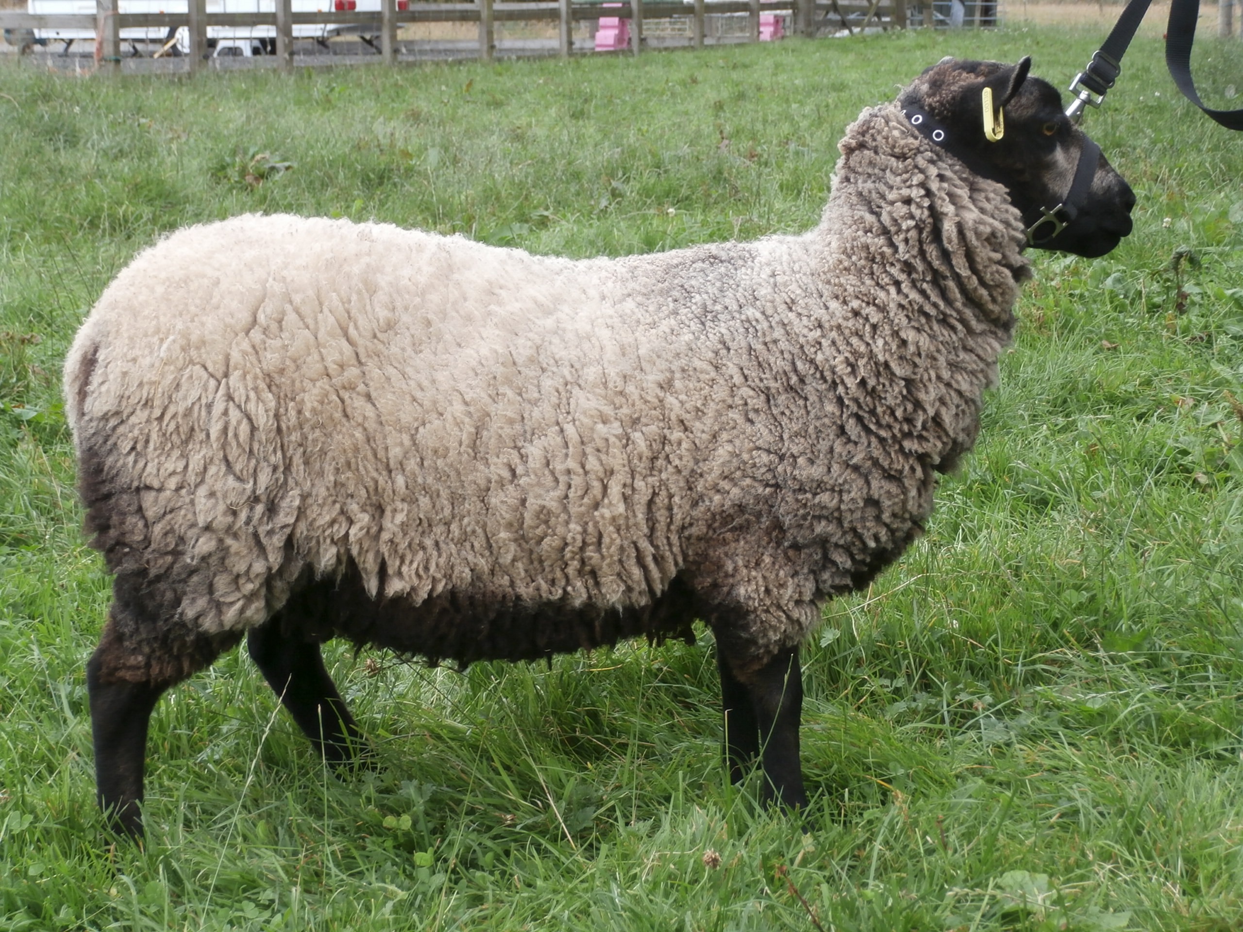 Shieling Flock Gimmers and Lambs For sale | Shetland Sheep Society