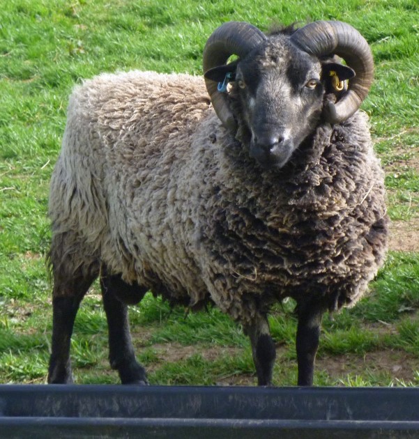 Rams for Sale | Shetland Sheep Society