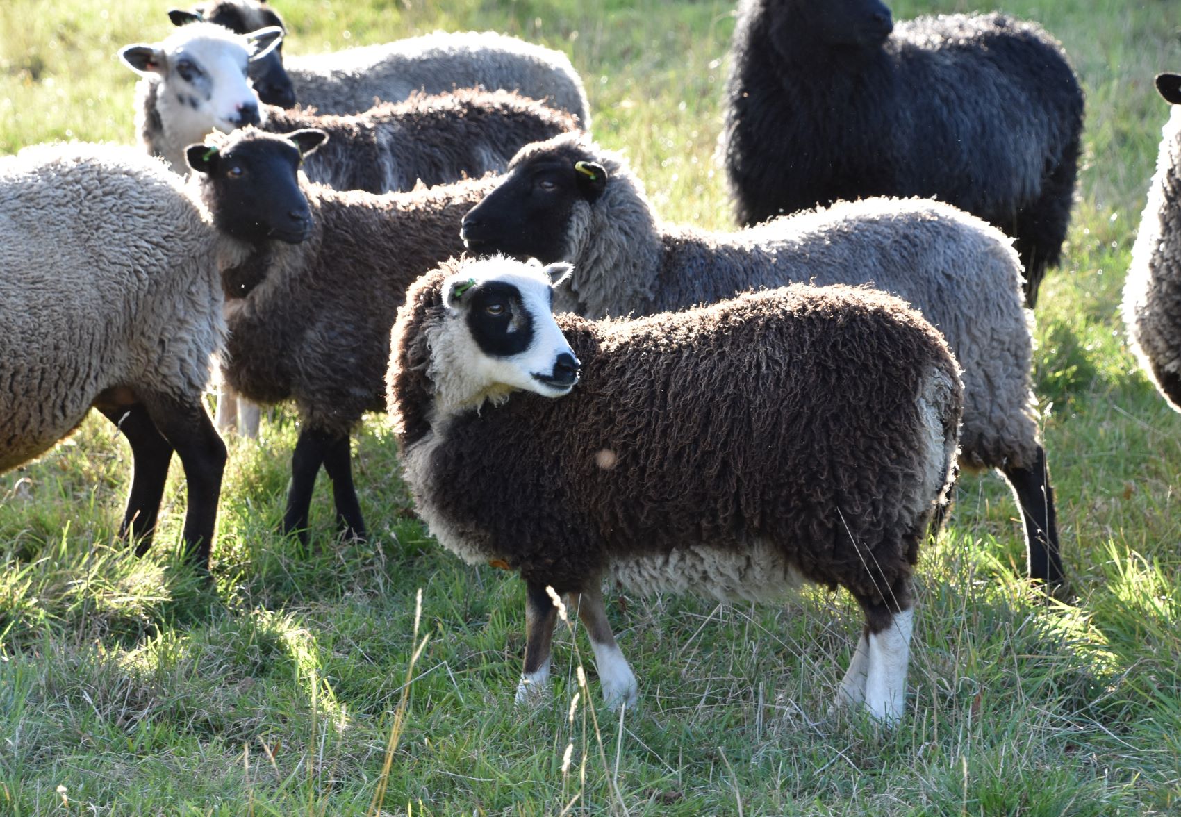 Coney Grey Flock: Lambs, shearling ewes and ram lamb available image 1
