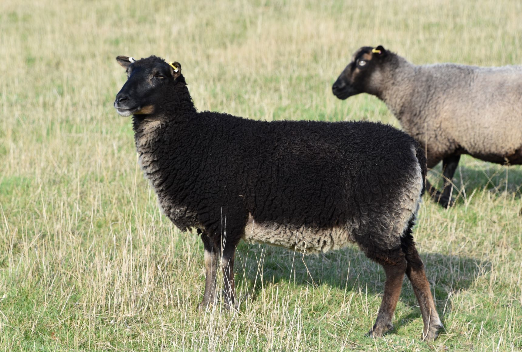 Coney Grey Flock: Lambs, shearling ewes and ram lamb available image 2