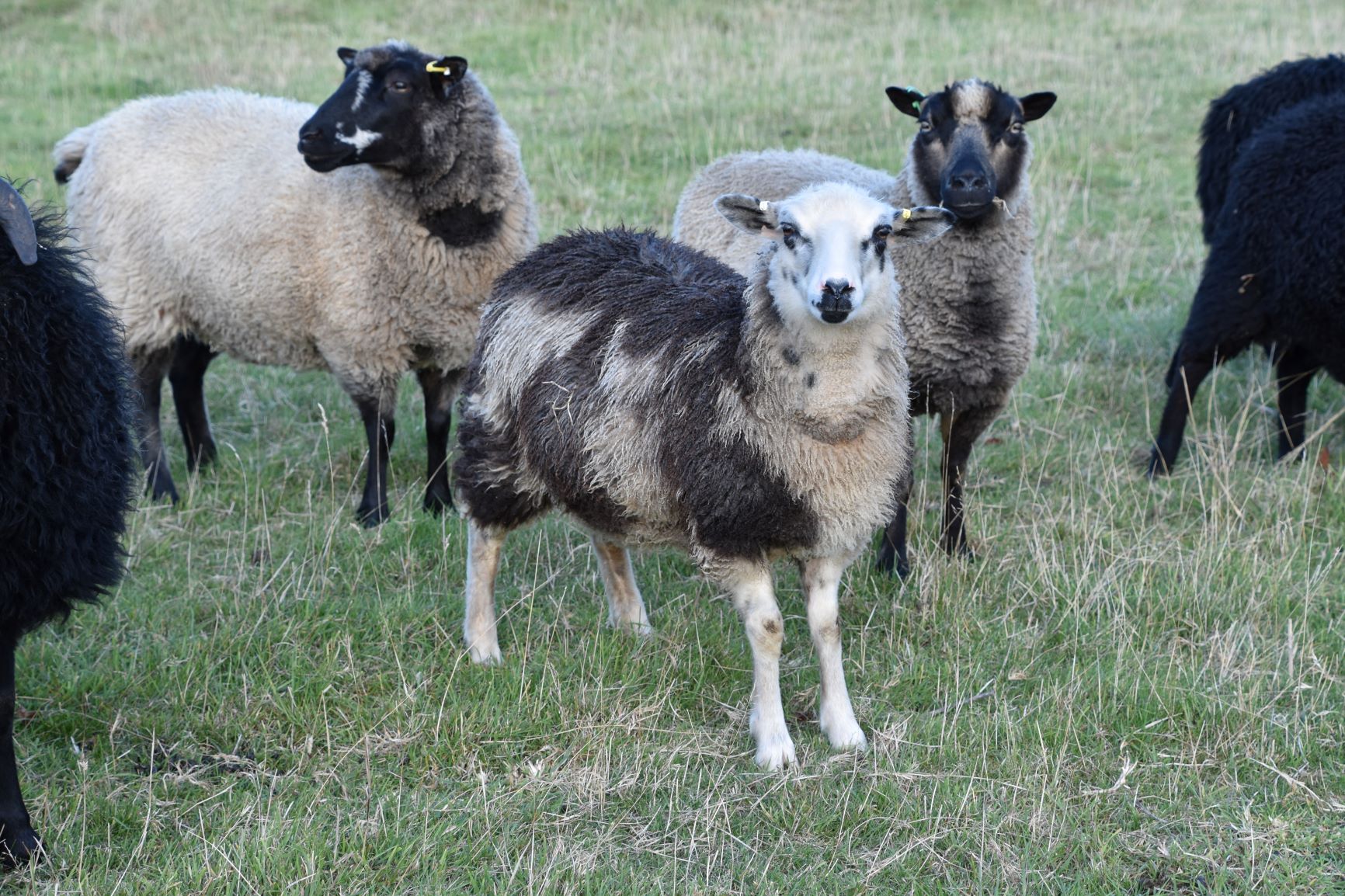 Coney Grey Flock: Lambs, shearling ewes and ram lamb available image 3