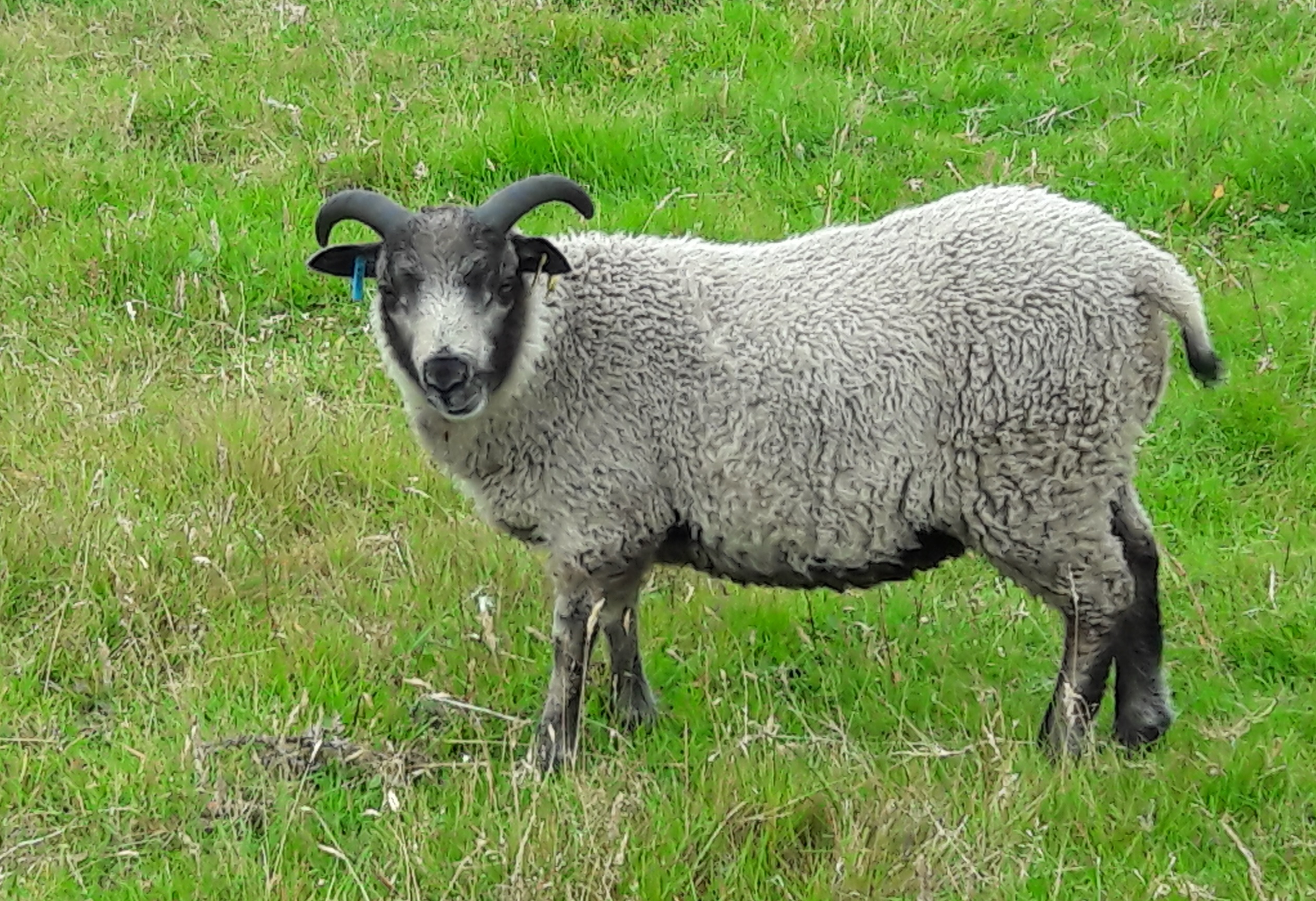 Four ram lambs from the Windcoast flock image 1